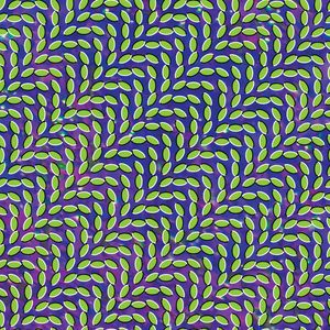 animal-collective_5th_album