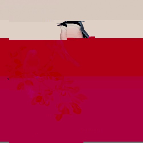 circa-survive_branches_single