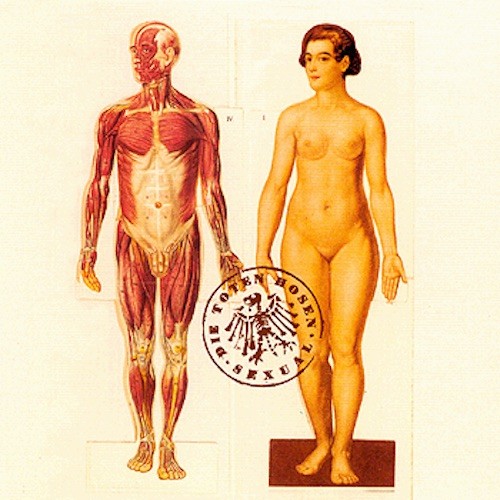 Sexual by Die Toten Hosen single cover art