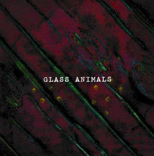 Cocoa Hooves by Glass Animals single cover art