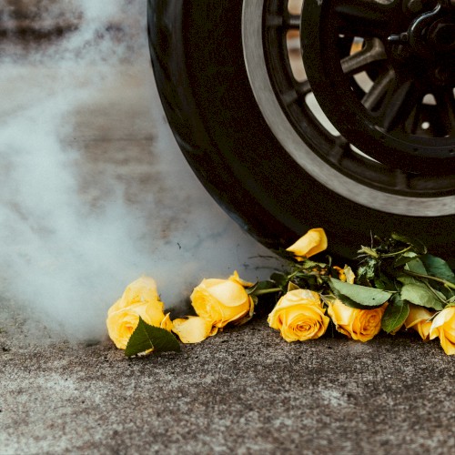 Yellow Roses by Highly Suspect single cover art