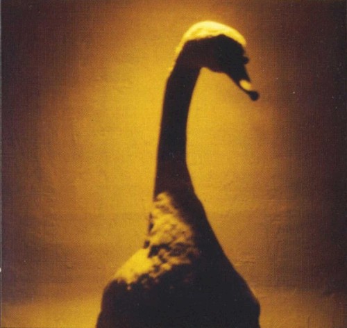 Cover-Artwork für die Single Suspicion von R.E.M