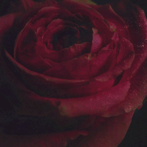 Alleviate (acoustic) by Imminence single cover art