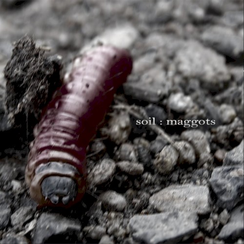 Cover-Artwork für die Single Maggots von SOiL